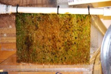 d0abf-11.09 turf.JPG