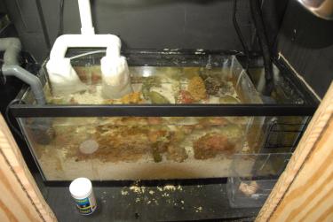 a9977-Fish tank 006.JPG