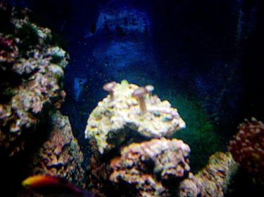 eeb6d-first frag.jpg