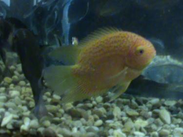 6d5ac-fish tank 001.JPG