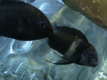 405ea-fish tank 008.JPG