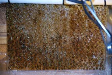 85aa4-screen shot only 11.4.JPG