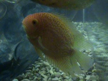 e5b95-fish tank 006.JPG