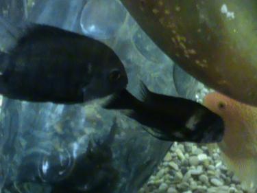 f0292-fish tank 013.JPG