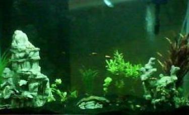 64a09-fish tank october 08.jpg