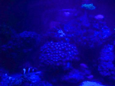 cbc28-night shot.jpg