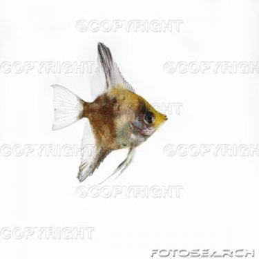 1d26b-small baby freshwater angelfish.jpg