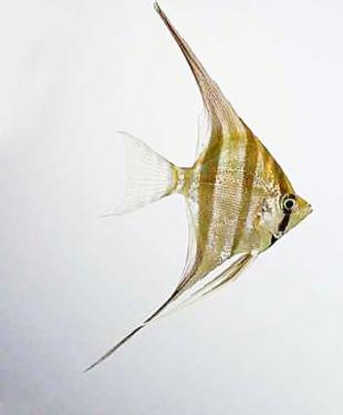 dabf3-large freshwater angelfish.jpg