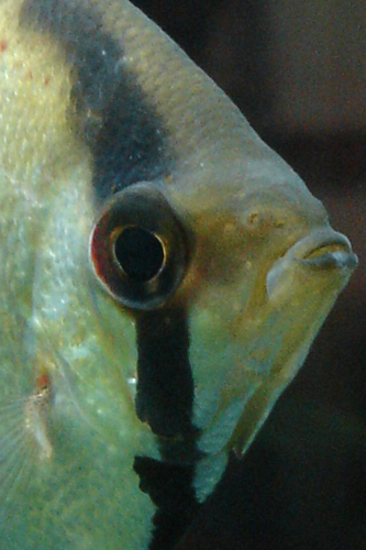 707e8-DSC06094 Eyeball.jpg