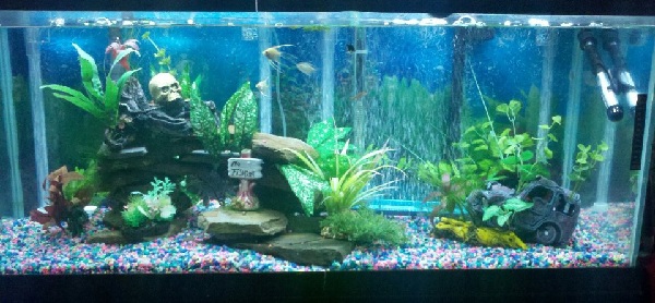 my fishtank april 23.jpg