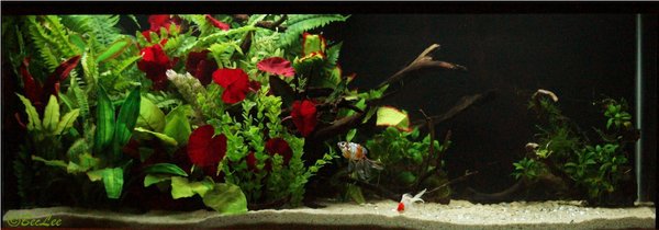 Goldies 29th Jan 2014 1o.jpg