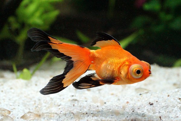 Eragon 8th Mar 2014 1a.jpg