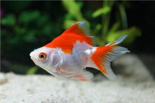 Kilda 8th Mar 2014 1a.jpg