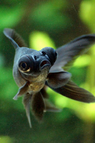 Svart 8th Mar 2014 1a.jpg