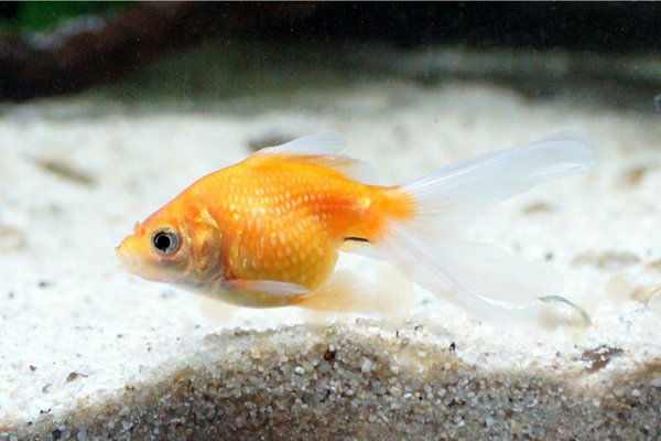 Pea 8th Mar 2014 1a.jpg