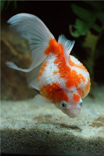 Joufflu 13th Mar 2014 1d.jpg