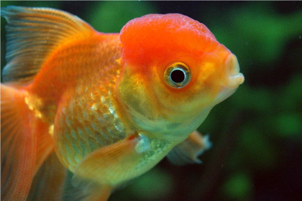 Goldies 16th Mar 2014 1e.jpg