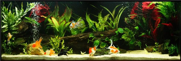 4ft 29th Jun 2014 1a.jpg