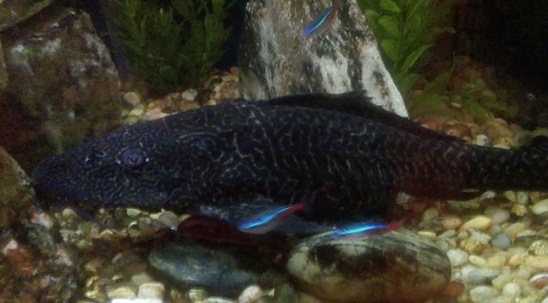 pleco.jpg