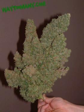 4589f-13857_big-cannabis-buds.jpg