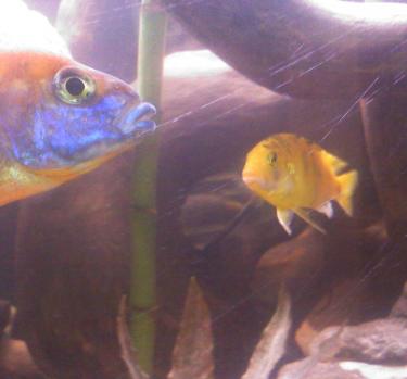 37c64-lab orange 002.jpg