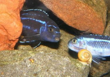 f7b80-Maingano 16th Apr 2011 b.jpg