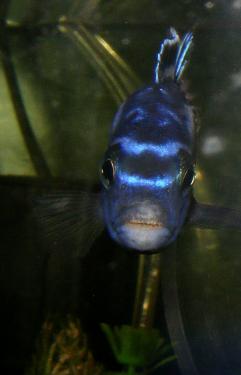 75497-Maingano 16th Apr 2011 a.jpg