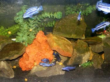 51631-Maingano 16th Apr 2011 c.jpg