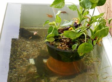 3bc88-Goldies 5th Apr 2011.jpg