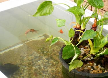 20f57-Goldies 5th Apr 2011 a.jpg