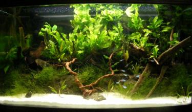 fc37f-2.5ft 31st Mar 2011 b.jpg