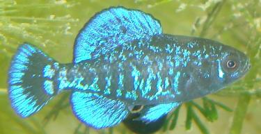 0561b-Elassoma gilberti male profile.jpg