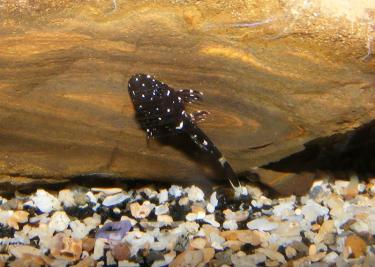 e2bf3-Pep fry 28th Mar 2011 c.jpg