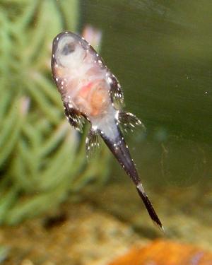 fb489-Pep fry 28th Mar 2011 a.jpg