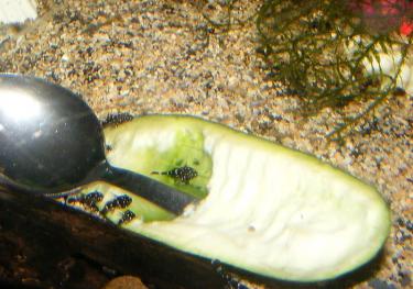 c7ecc-Pep fry 28th Mar 2011 b.jpg