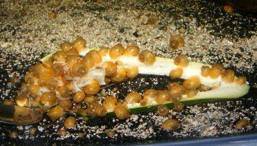 4e93b-Apples 28th Mar 2011.jpg