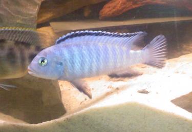 0b815-new fish 003.jpg