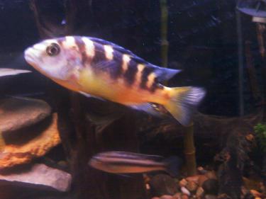b1f21-round 1 cichlid 002.jpg