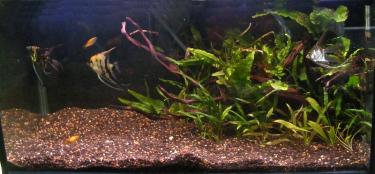 4be50-3ft 21st Mar 2011 a.jpg