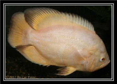 26361-Eric 21st Mar 2011 i.jpg