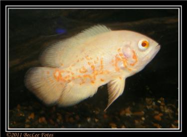 02b62-Sookie 21st Mar 2011.jpg