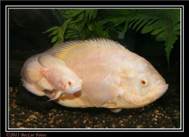 15c3d-Oscars 21st Mar 2011 c.jpg