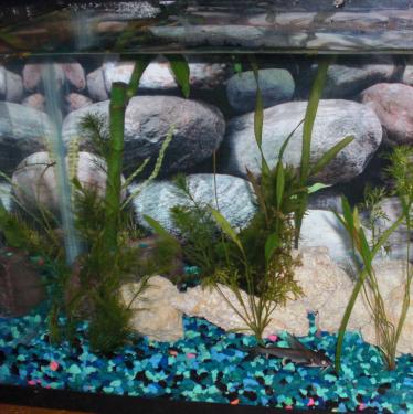 6838b-my aquarium.jpg