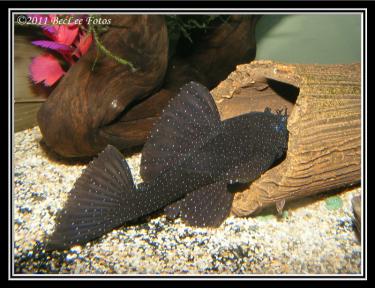 ff909-Adonis 26th Feb 2011.jpg