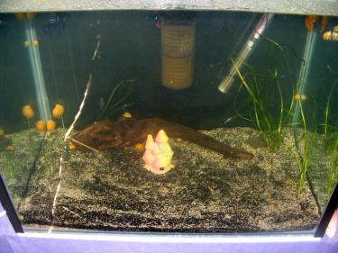 cbd13-Apple 26th Feb 2011.jpg