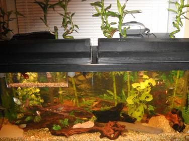 5eff2-tanks for netpics 001.JPG