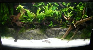 fb24b-2.5ft 10th Feb 2011.jpg