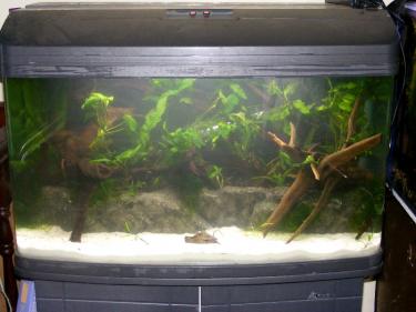 6e789-2.5ft 7th Feb 2011 b.jpg