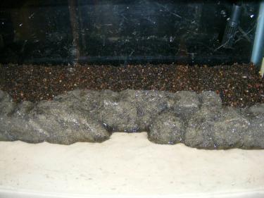 34226-2.5ft 7th Feb 2011.jpg