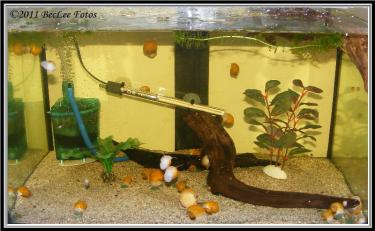 e47a3-apple 1 Feb 2011 c.jpg